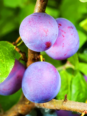 Morris Plum Tree