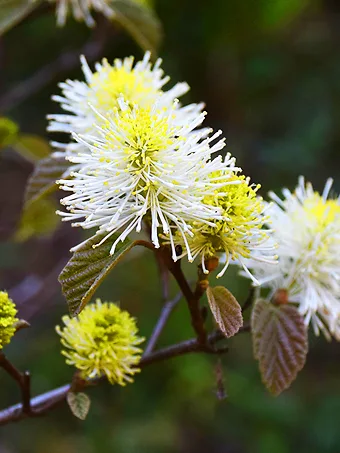 Mount Airy Fothergilla