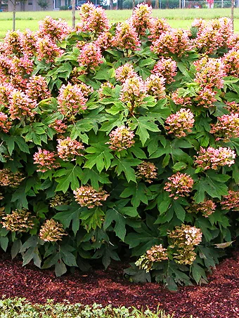 Munchkin Oakleaf Hydrangea