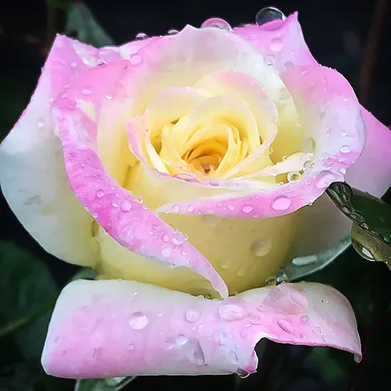 Falling in Love™ Hybrid Tea Rose, Hybrid Tea Roses: Edmunds' Roses