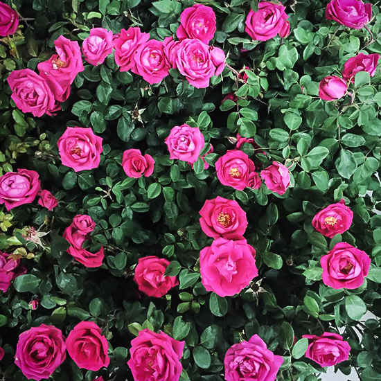 My Girl Easy Elegance® Rose For Sale Online The Tree Center