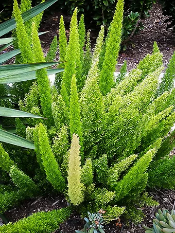 Foxtail Fern