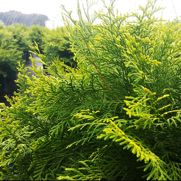 Night Light Hinoki Cypress For Sale Online The Tree Center