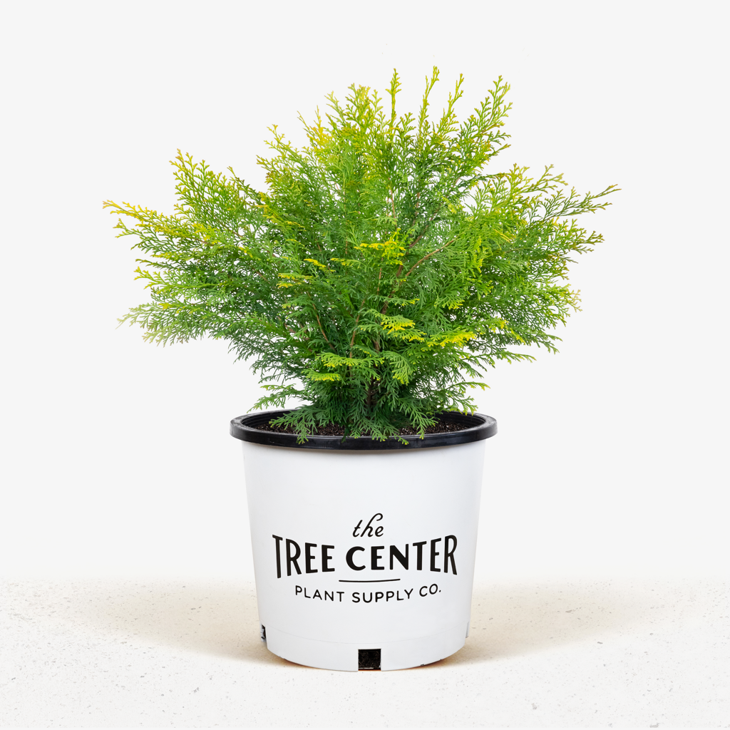 Night Light Hinoki Cypress For Sale Online The Tree Center