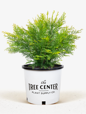 Night Light Hinoki Cypress