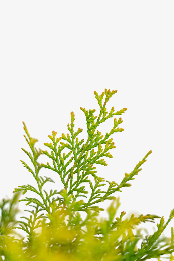 Night Light Hinoki Cypress For Sale Online The Tree Center