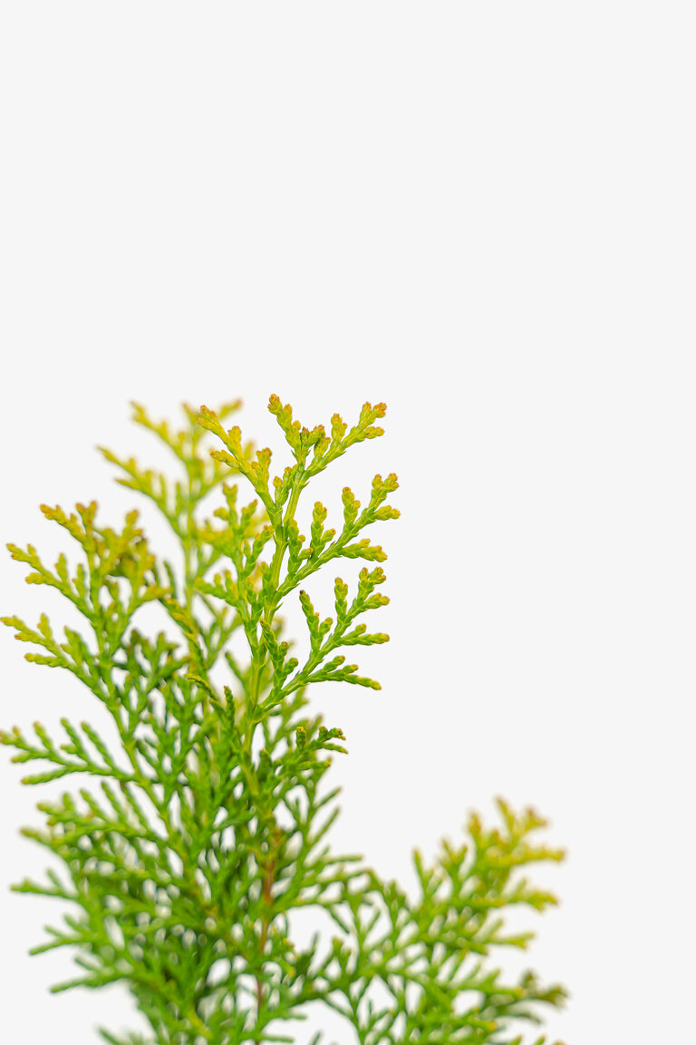 Night Light Hinoki Cypress For Sale Online The Tree Center