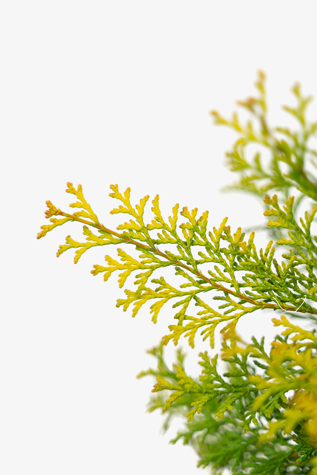 Night Light Hinoki Cypress For Sale Online The Tree Center