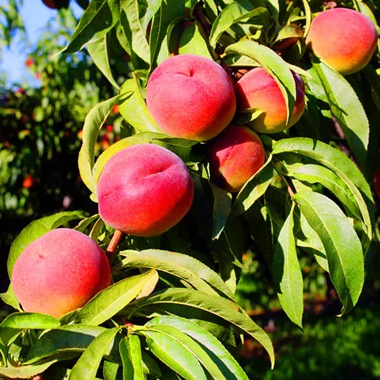 O'Henry Peaches Information and Facts