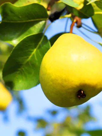 Orient Pear Tree