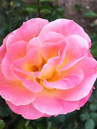 Peach Drift® Rose - Tree Form