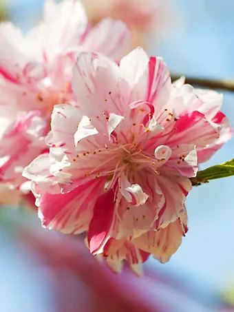 Peppermint Flowering Peach Tree