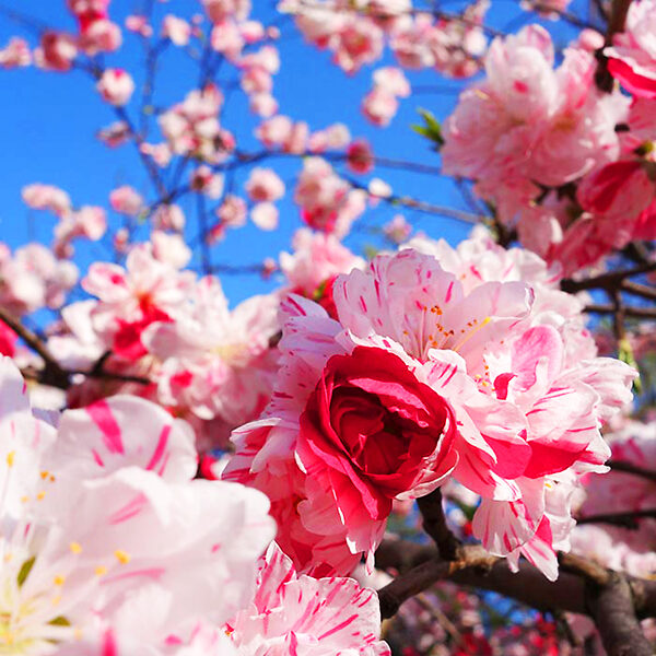 Peppermint Flowering Peach Tree For