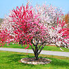 peppermint peach tree costco peppermint peach tree costco