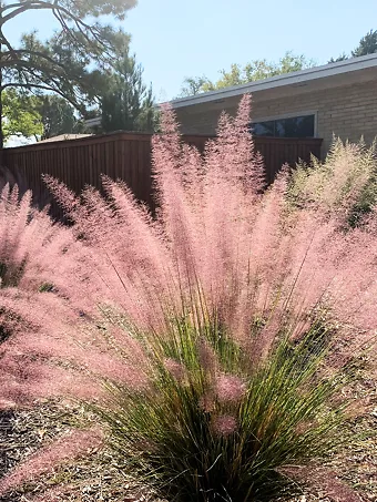 Pink Flamingos Muhly Grass