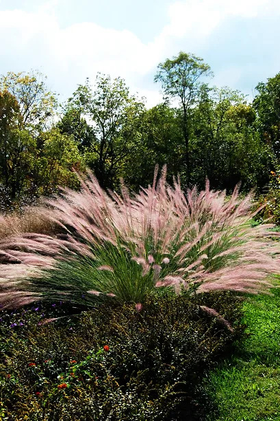 Pink Flamingo Muhly Grass For Sale Online | The Tree Center