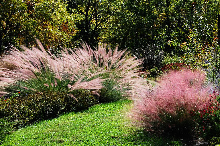 Pink Flamingo Muhly Grass For Sale Online | The Tree Center