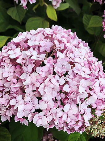 Pinkerella Hydrangea