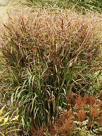 Prairie Flame Switch Grass