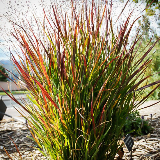 Prairie Flame Switch Grass For Sale Online The Tree Center