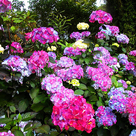 preziosa hydrangea
