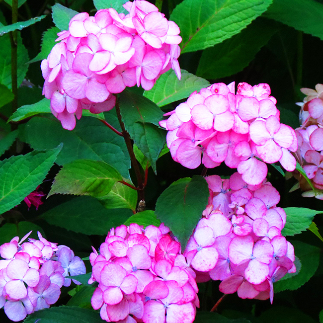 Preziosa Mountain Hydrangea For Sale Online The Tree Center