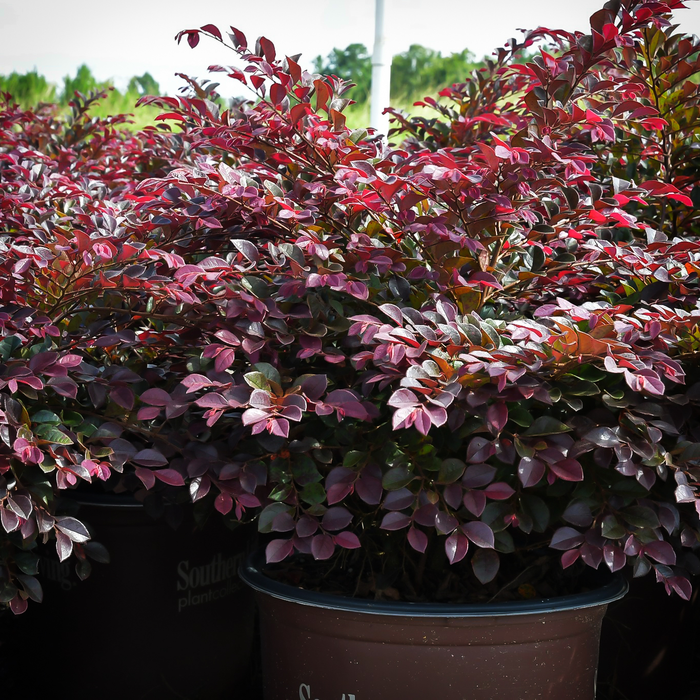 Purple daydream loropetalum for sale online the tree center