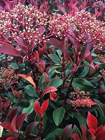 Red Fury™ Photinia