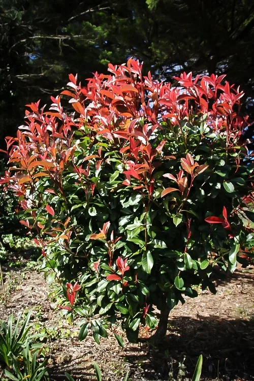 skyskraber terning bygning Red Fury™ Photinia For Sale Online | The Tree Center