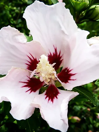 Red Heart Hardy Hibiscus