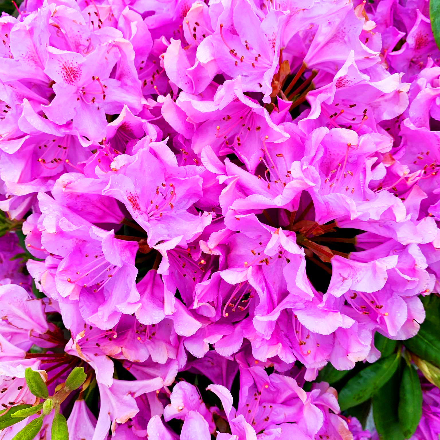 Roseum Elegans Rhododendron For Sale Online The Tree Center