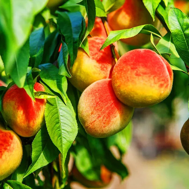 Ruby Peah Ruby Prince Peach Tree For Sale Online | The Tree Center