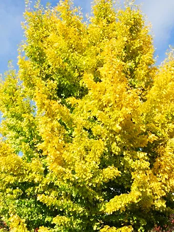 Saratoga Ginkgo Tree