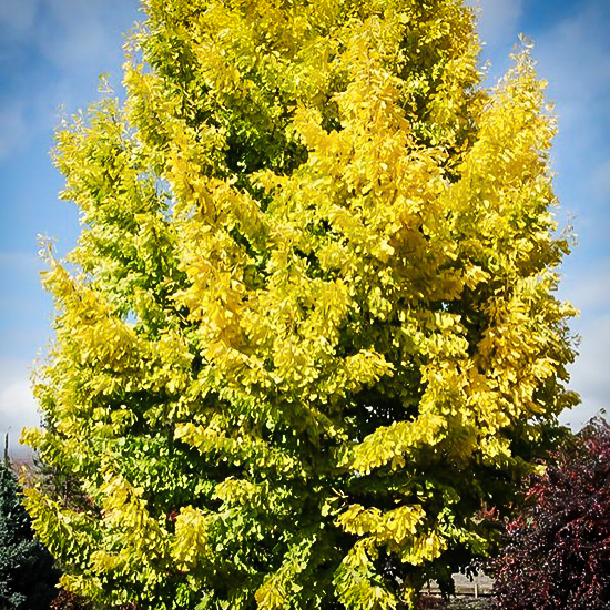 Saratoga Ginkgo Tree For Sale Online  The Tree Center