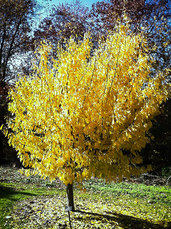 Saratoga Ginkgo Tree For Sale Online  The Tree Center