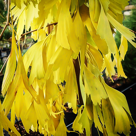 Saratoga Ginkgo Tree For Sale Online  The Tree Center