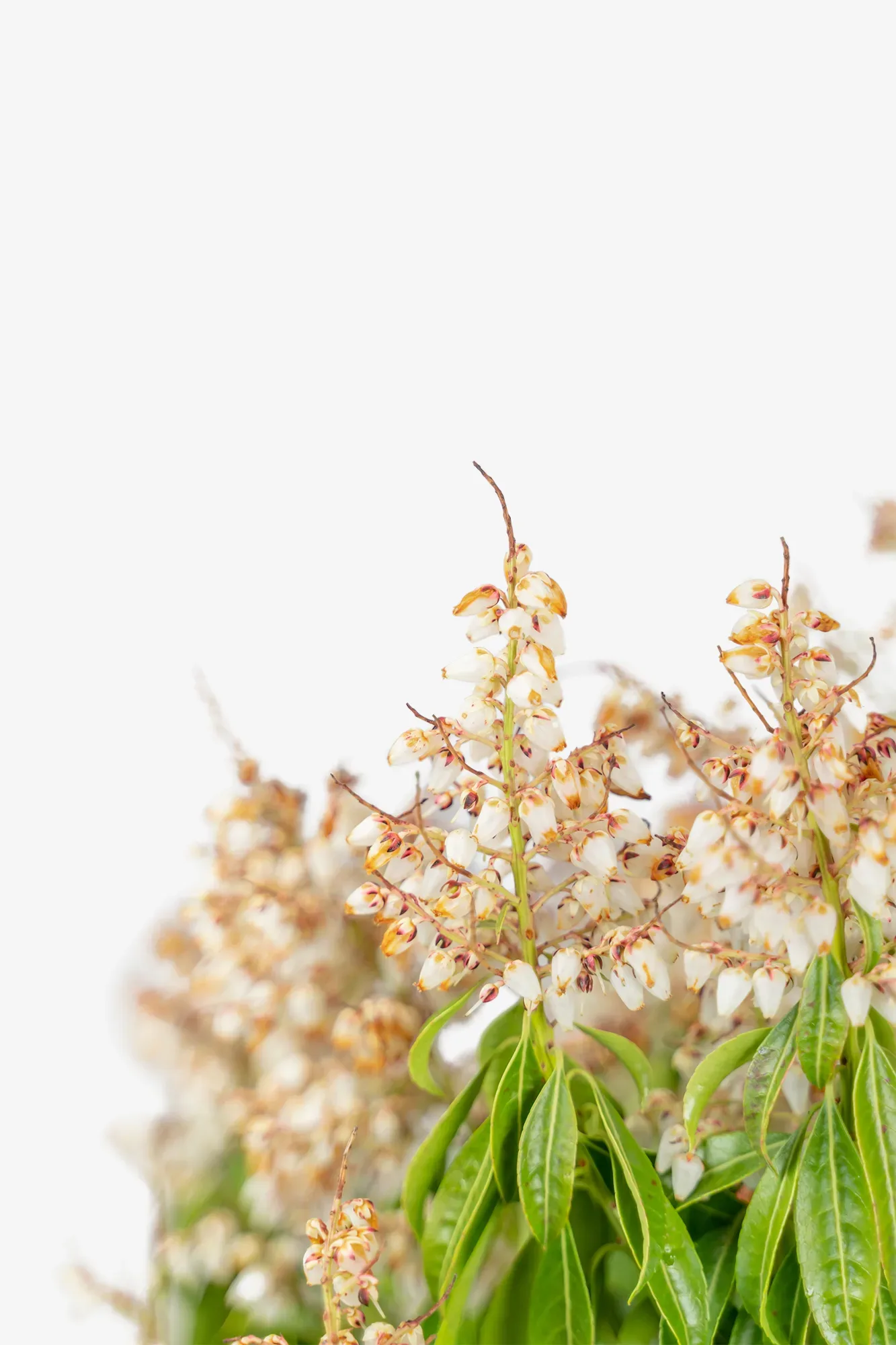 Image of Scarlet O'Hara Hydrangea bush