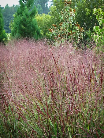 Shenandoah Switch Grass