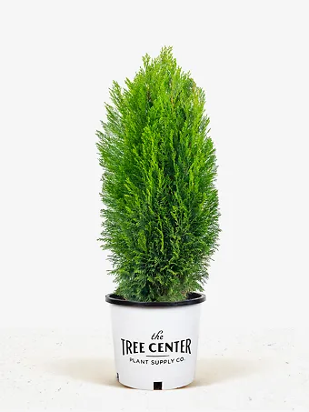 Shorty Compact Leyland Cypress