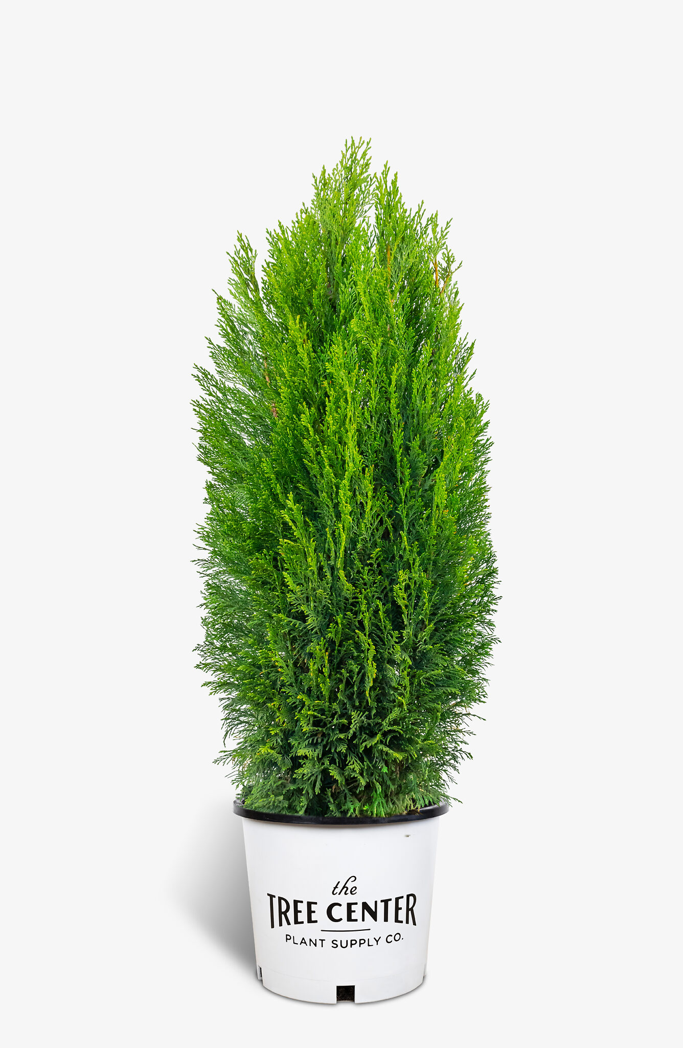 Shorty Compact Leyland Cypress For Sale Online The Tree Center