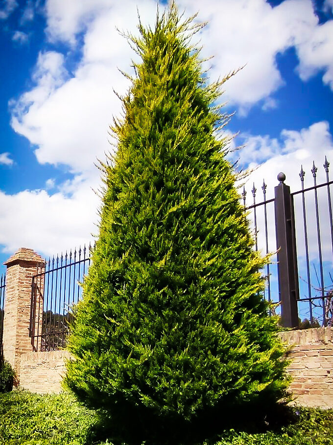 Cypress Trees Las Vegas