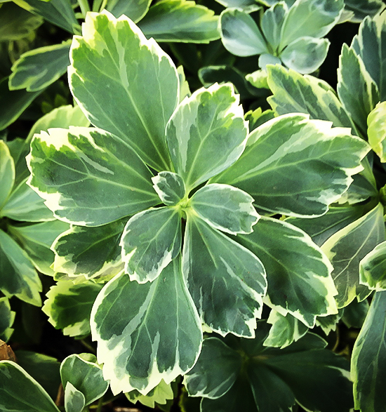 Silver Edge Pachysandra For Sale Online The Tree Center