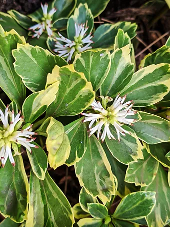 Silver Edge Pachysandra