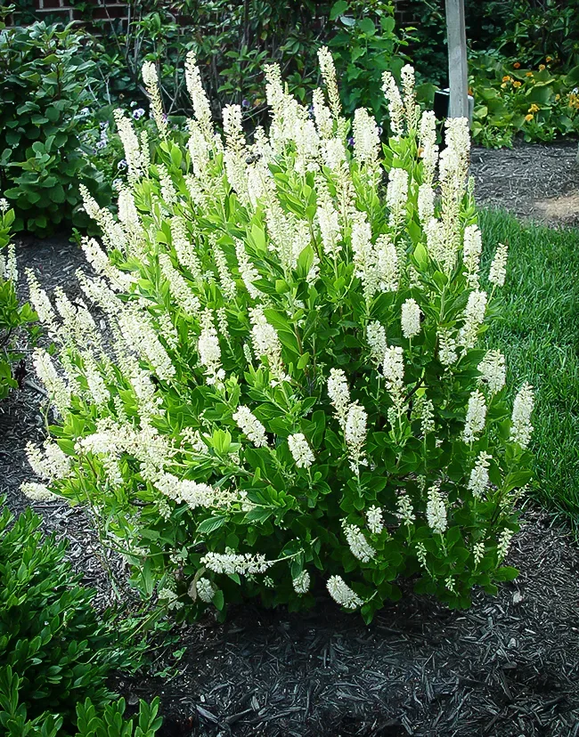 Image of Clethra sixteen candles shrub in a garden