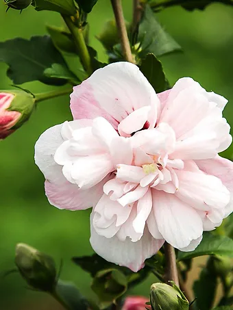 Strawberry Smoothie™ Hardy Hibiscus