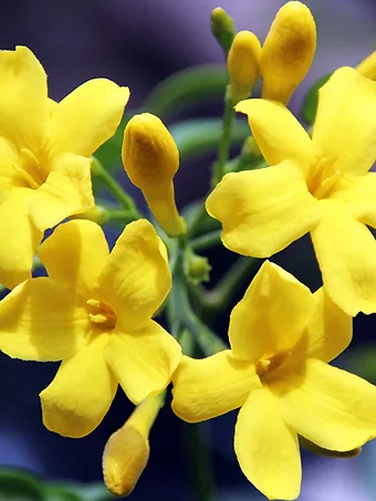 Carolina Jessamine