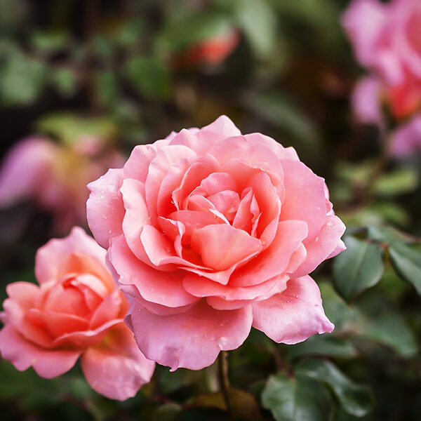 Scotch Rose, Rosa Poppius, Beautiful Sweet Scented Shrub Rose
