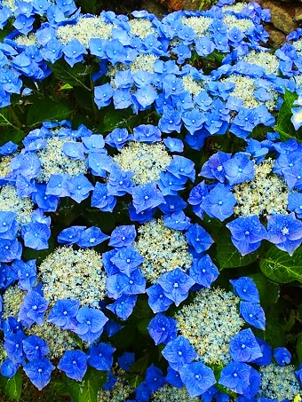 Teller Blue Hydrangea