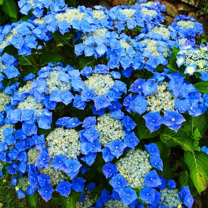 Image of Teller blue hydrangea in a garden