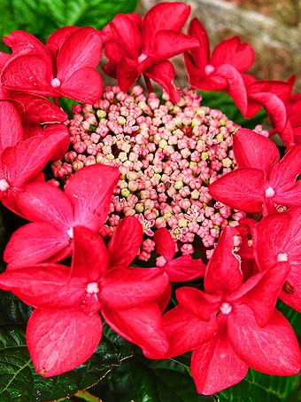 Teller Red Hydrangea